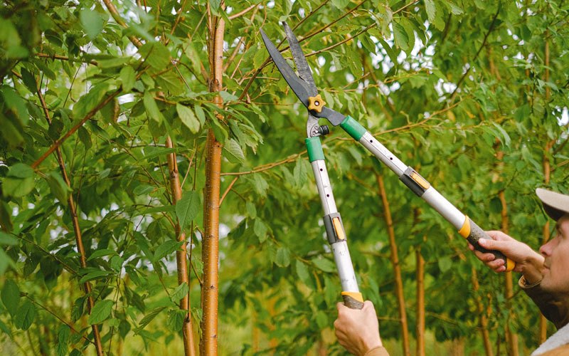 Tree trimming in Carlton, OR