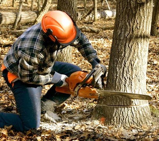 Tree Removal in Carlton, OR